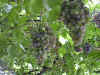 grapes from the Barrone family's chacra