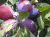 a plum tree in the Barrone family's garden