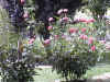 roses in the Barrone family's garden
