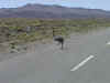 ostrich in central Patagonia